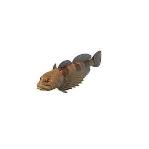 褐斑鱼3d模型