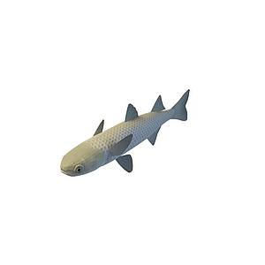 鲫鱼3d模型