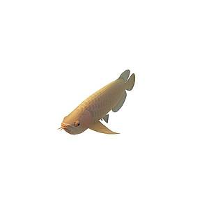 金鳞鱼3d模型