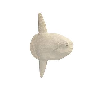 小白鱼3d模型