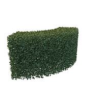 绿化植物3D模型3d模型
