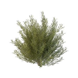 常青灌木3d模型