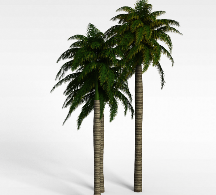 椰子树3d模型
