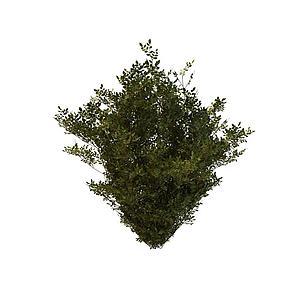 枸杞树3d模型