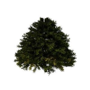 松树3d模型