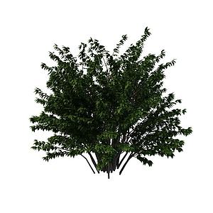 公园绿化树3d模型