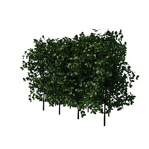 阔叶灌木3d模型