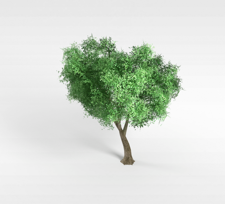 槐树3d模型