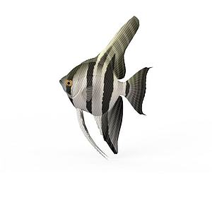 鱼斑马金鱼3d模型
