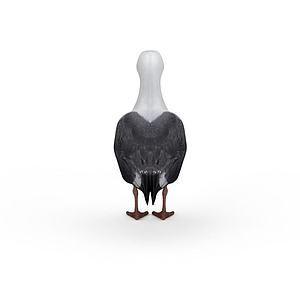 灰色鸽子3d模型