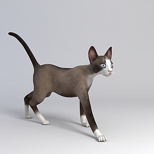 灰色猫咪3d模型