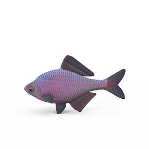 彩裙鱼3d模型