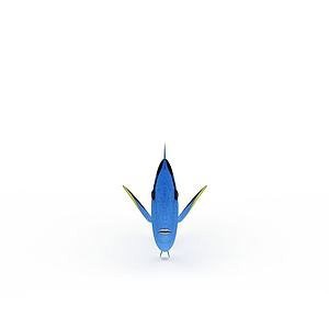 蓝色七彩鱼3d模型