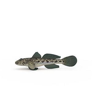 横斑鳃棘鲈3d模型