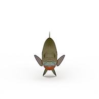 鳊鱼3D模型3d模型