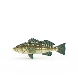 脆鲩鱼3d模型