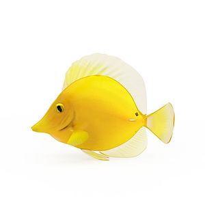 黄金鱼3d模型
