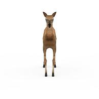 母鹿3D模型3d模型