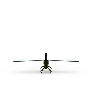绿蜻蜓3d模型