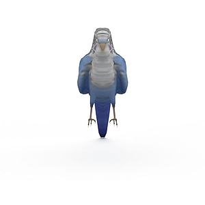 费氏钴蓝色牡丹鹦鹉3d模型