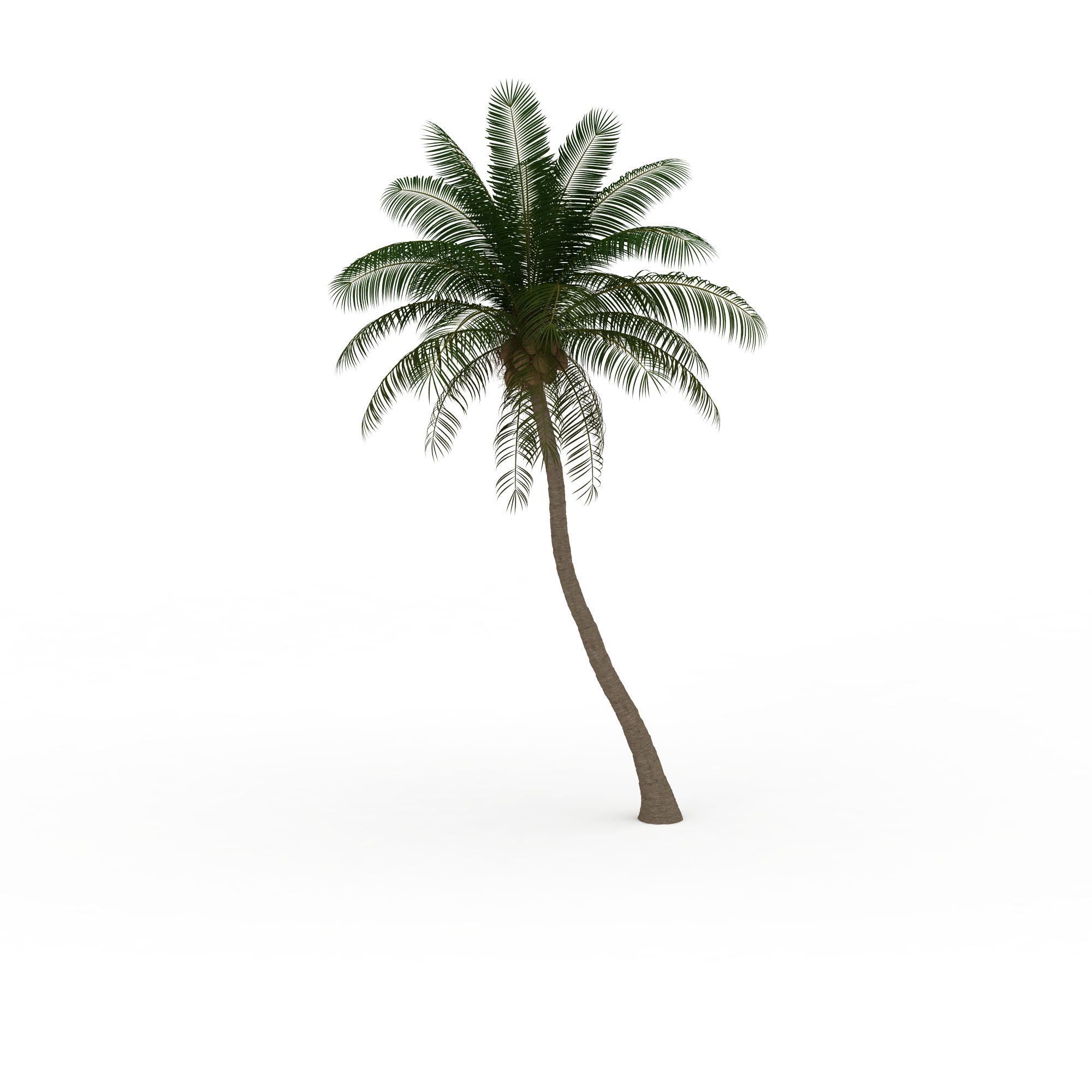 椰子树长什么样，怎么和棕榈树区分？ - 花百科
