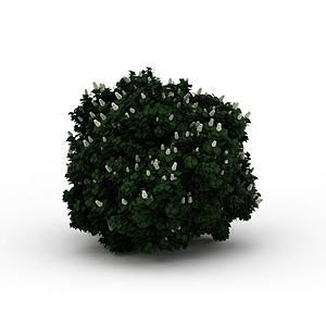 白花灌木3d模型
