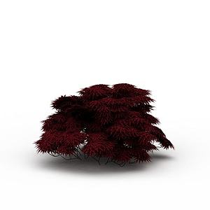 红色灌木3d模型