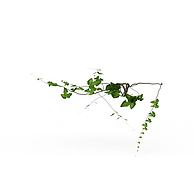 藤蔓植物3D模型3d模型