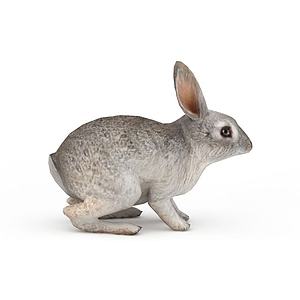 动物灰毛兔子3d模型