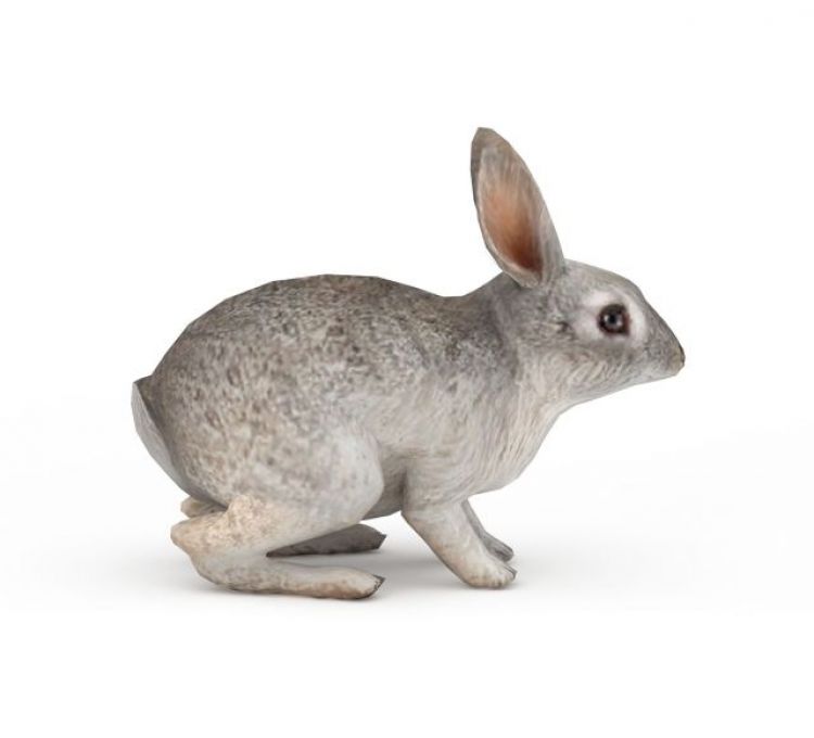 动物灰毛兔子3d模型