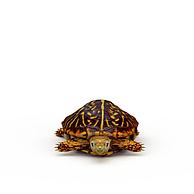 乌龟海龟3D模型3d模型