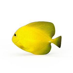 黄色小海鱼3d模型
