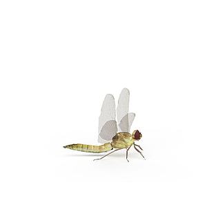 飞行动物蜻蜓3d模型