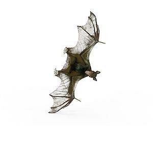 飞行动物蝙蝠夜行动物3d模型
