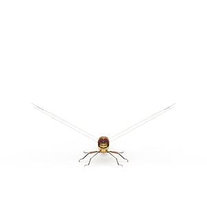 小蜻蜓3d模型