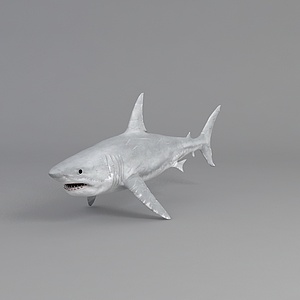 哺乳动物鲸鱼鲨鱼3d模型
