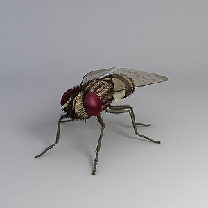 苍蝇3d模型