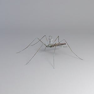 蚊子3d模型