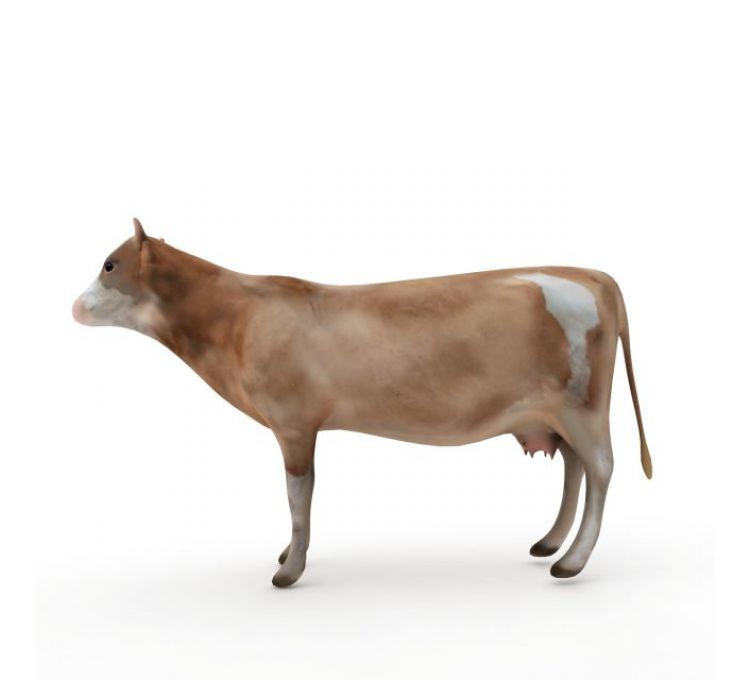 动物牛模型