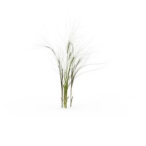 植物野草3d模型