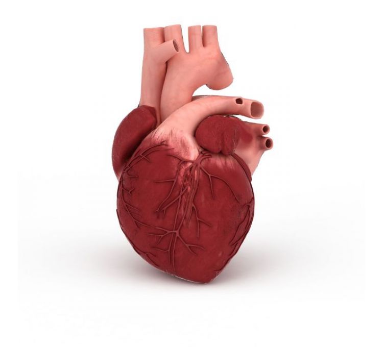 心脏3d模型