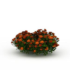 橘色园艺植物3d模型