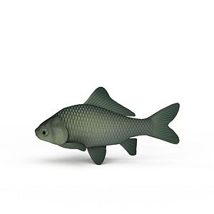 鲤鱼3d模型