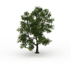 观赏绿树3d模型