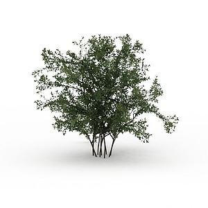 落叶景观树3d模型