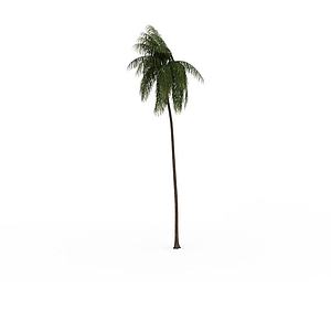 热带针叶树3d模型