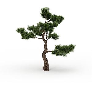 观赏松树3d模型
