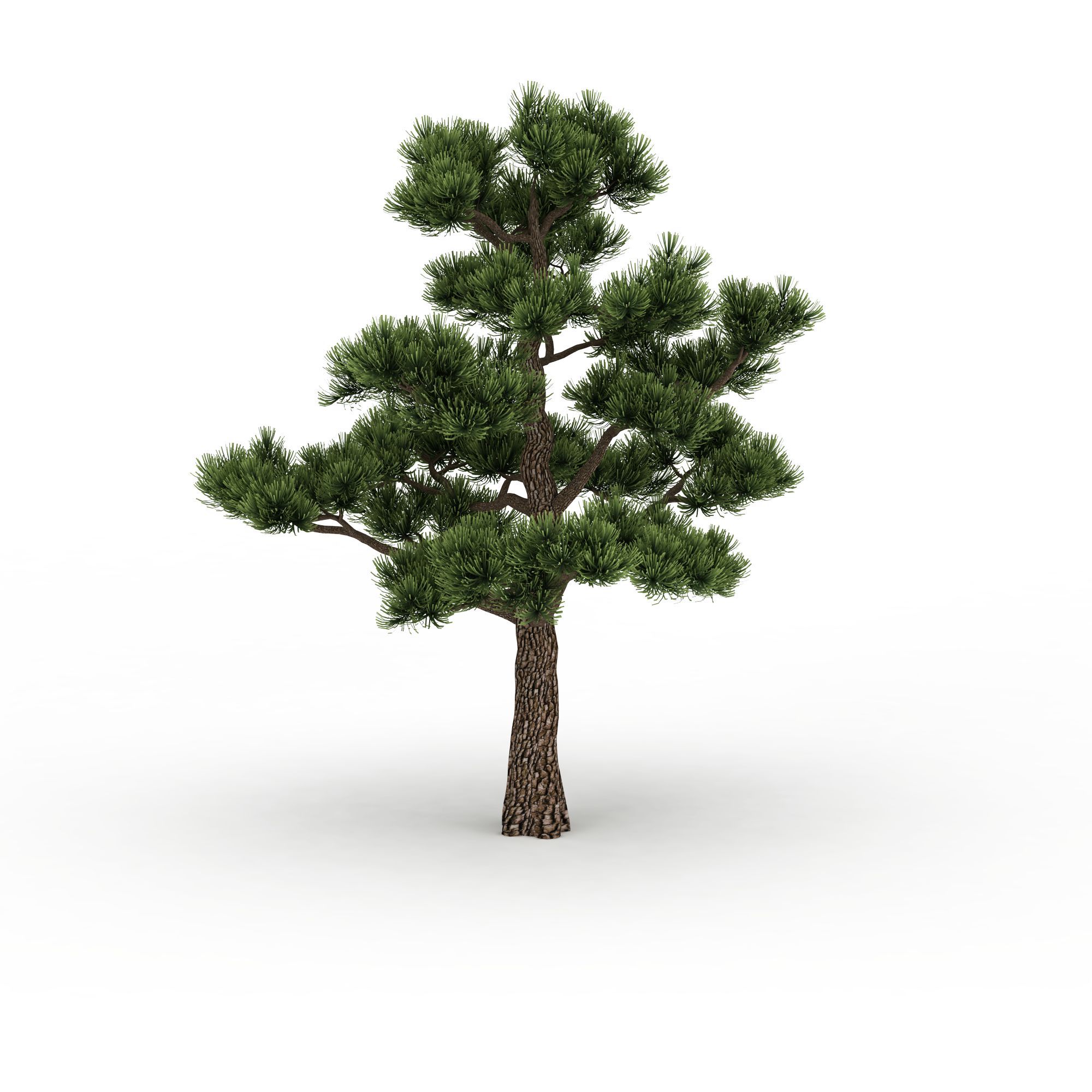 松树png高清图  松树高清图详情 设计师 学院 模型名称 松树模型