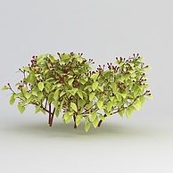 绿植3D模型3d模型