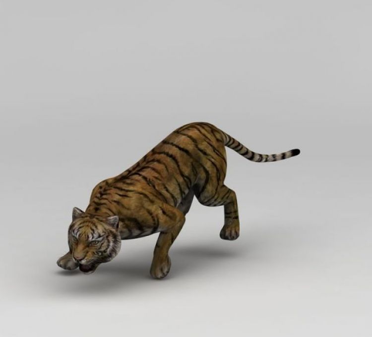 凶猛的老虎3d模型